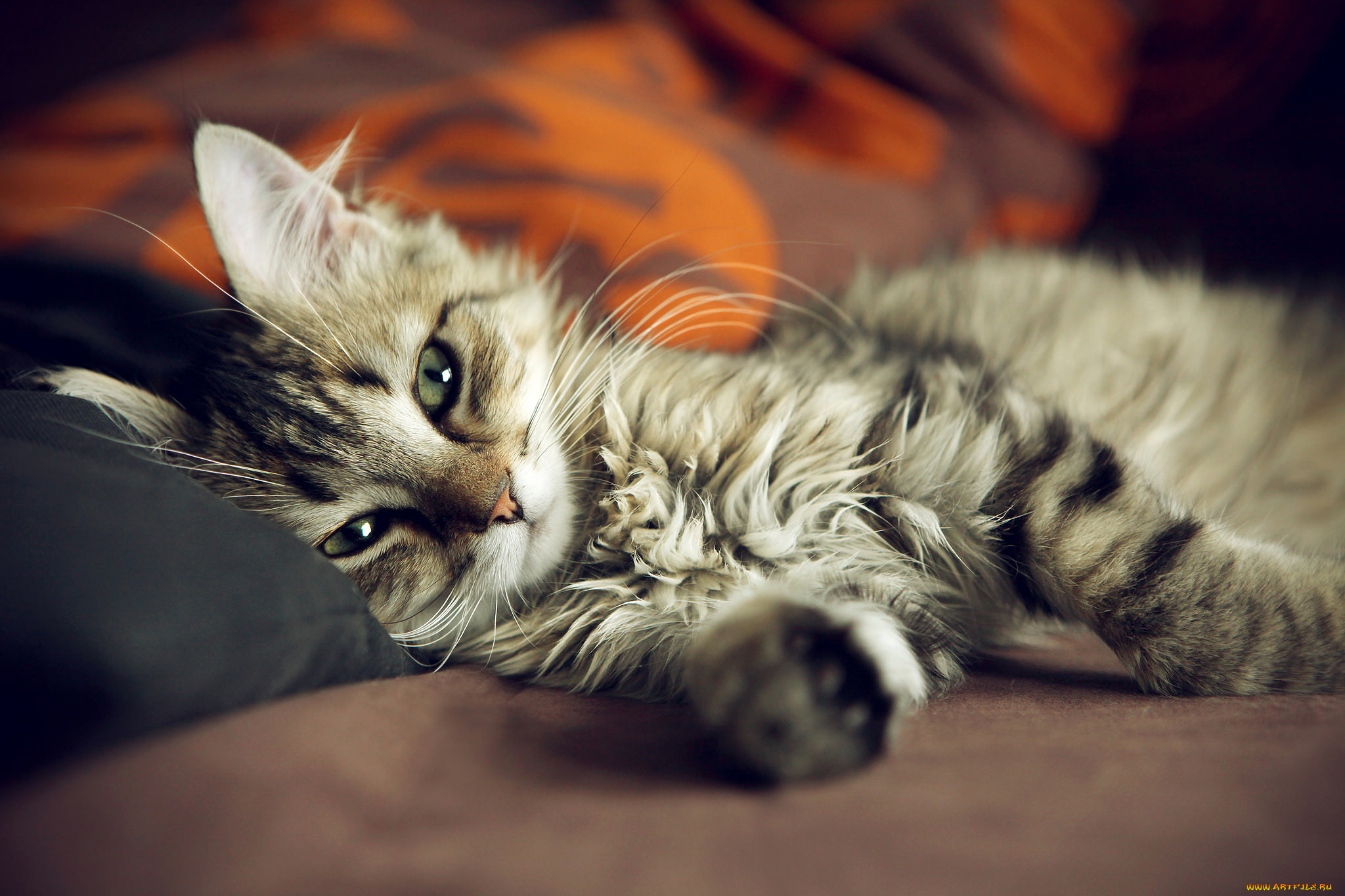 Обои на ноутбук котики. Милые кошки. Красивые котики. Красивые котята. Красивый кот.